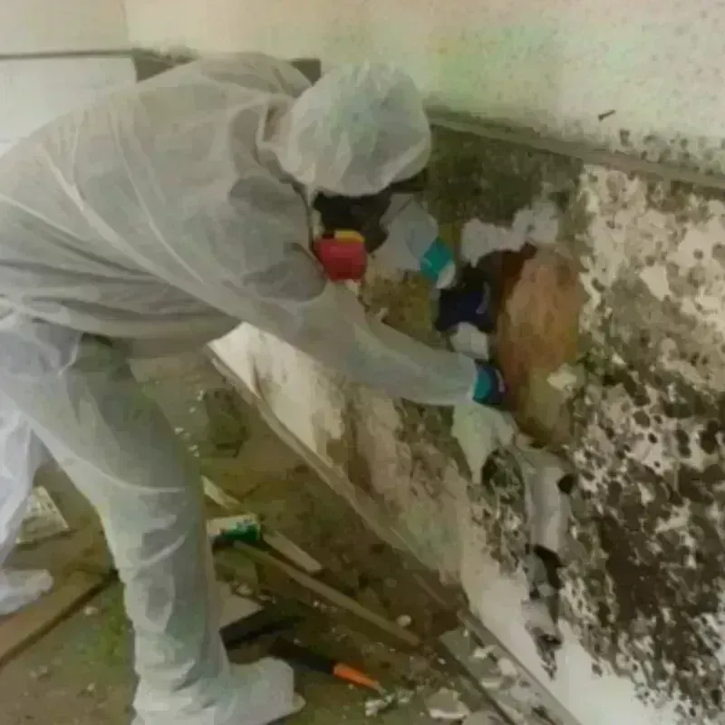 Mold Remediation and Removal in Chester, VA